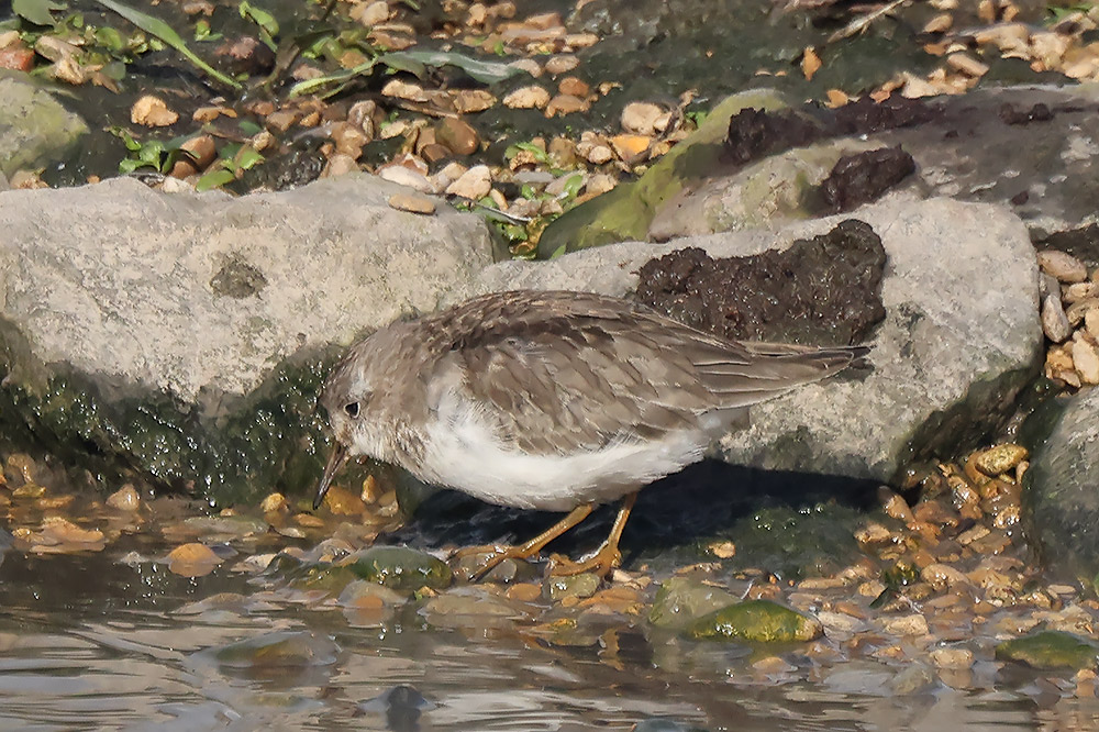Temminck's stint